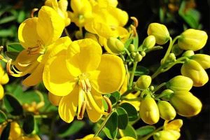 Ekstrakt semena Cassia