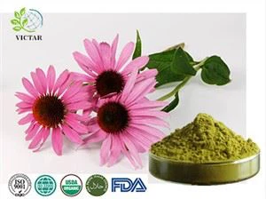 Echinacea Purpurea Powder
