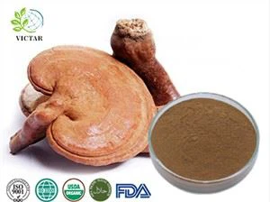 Organski ekstrakt Reishi gljiva u prahu